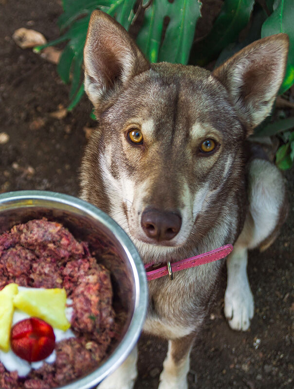 bowl of raw dog food in front of dog